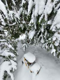 Beneath the Fir Trees